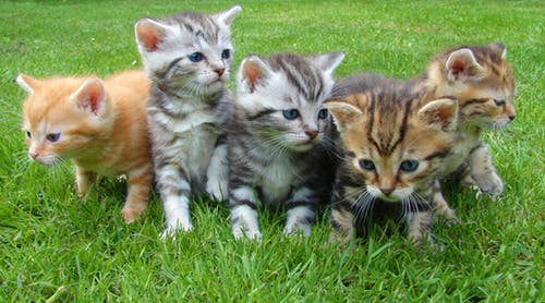 Neutering your can may stop spraying 