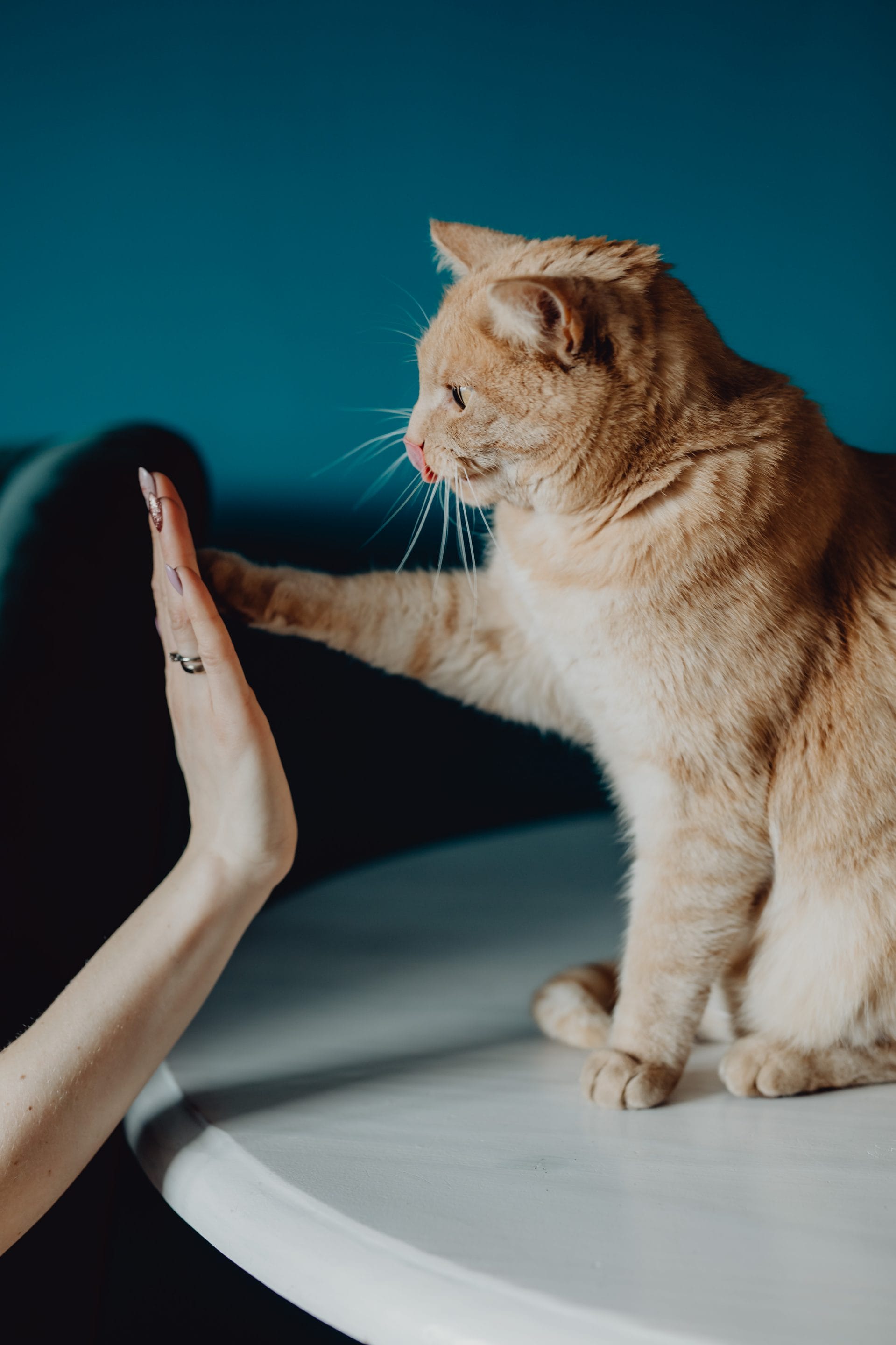 Odor from cat urine can be removed by Bio-One